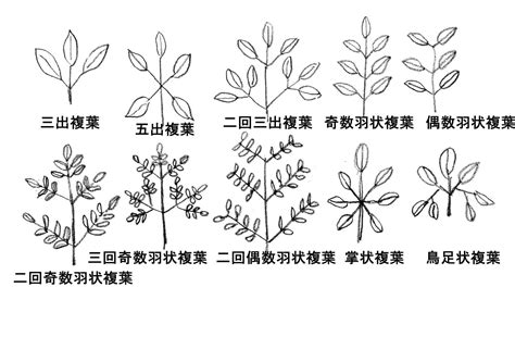 三出複葉植物|植物用語2